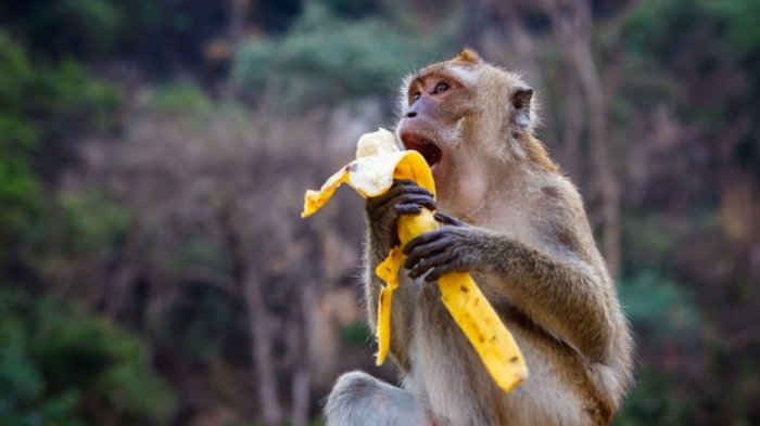 Macaco se Alimentando - Banana 