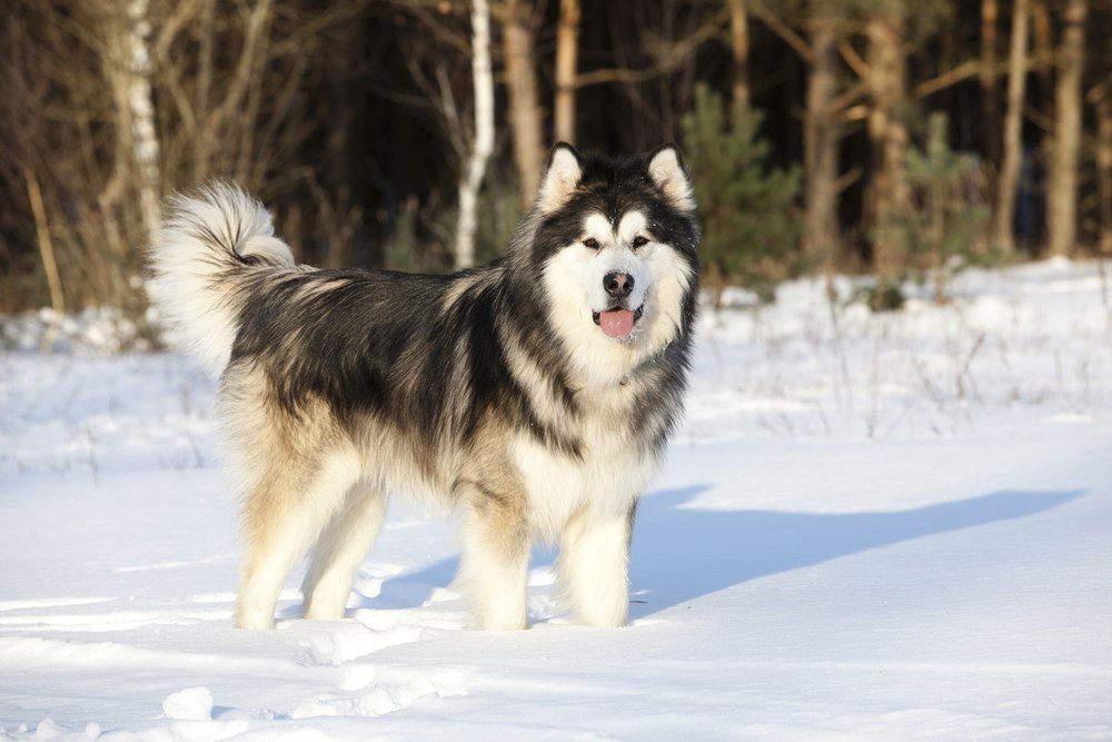 Malamute do Alaska