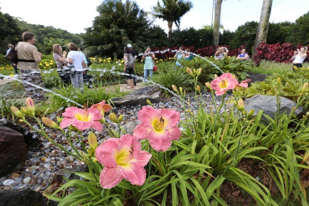 Hemerocallis - Mares do Sul