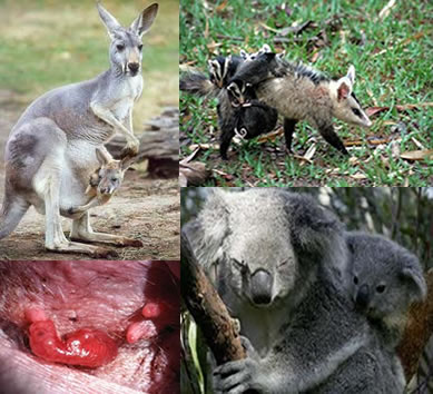 Marsupiais