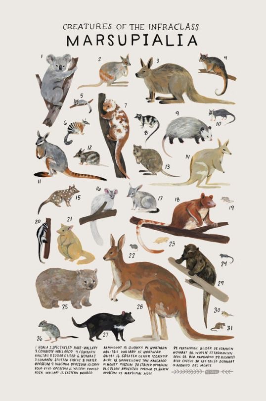 Marsupiais