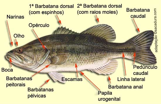 Membros dos Peixes