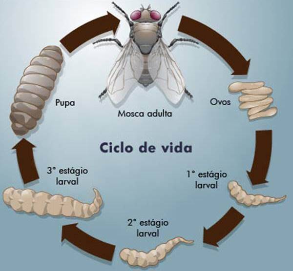 Metamorfose Completa das Moscas