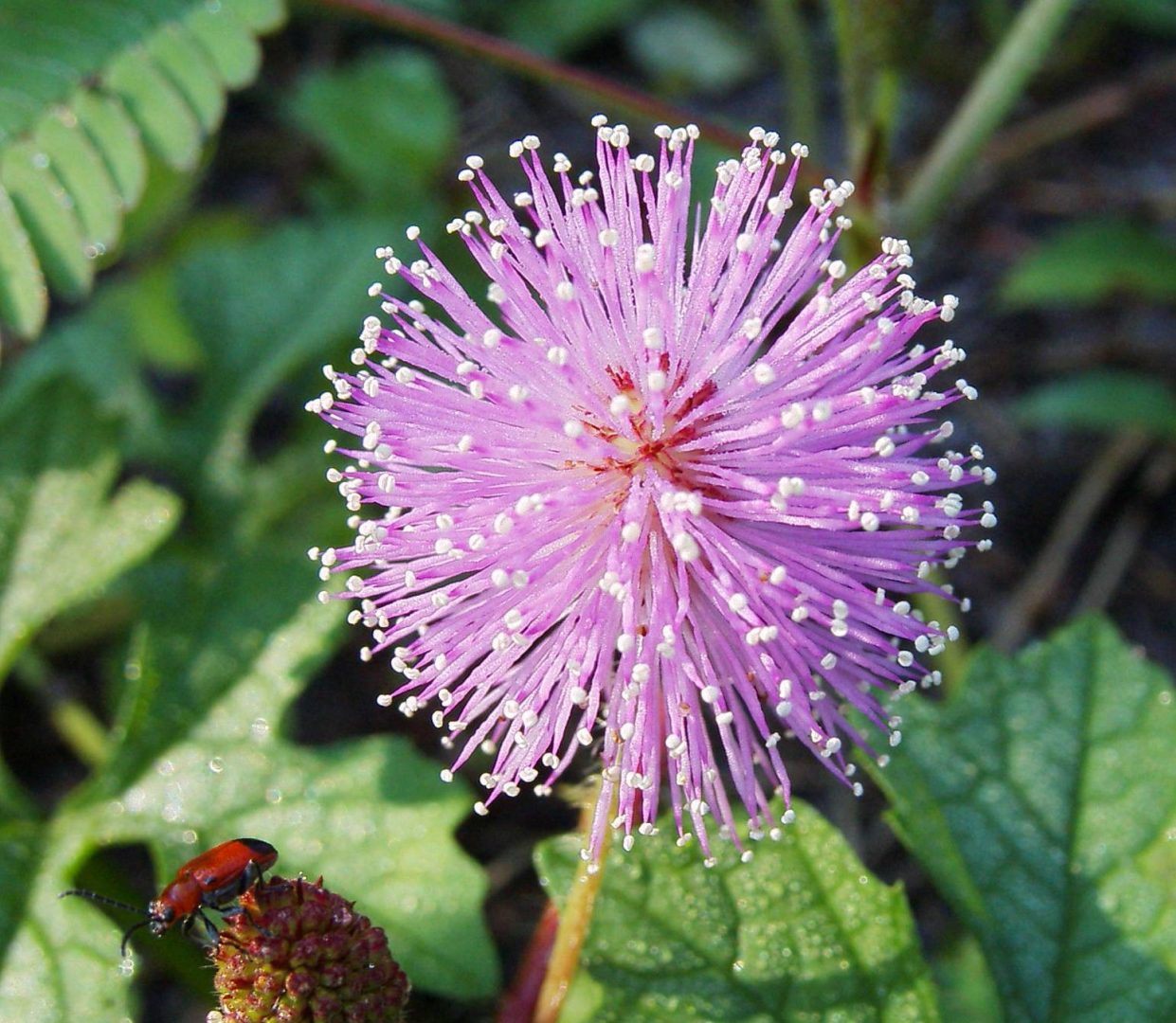 Qual Flor Significa Força? | Mundo Ecologia