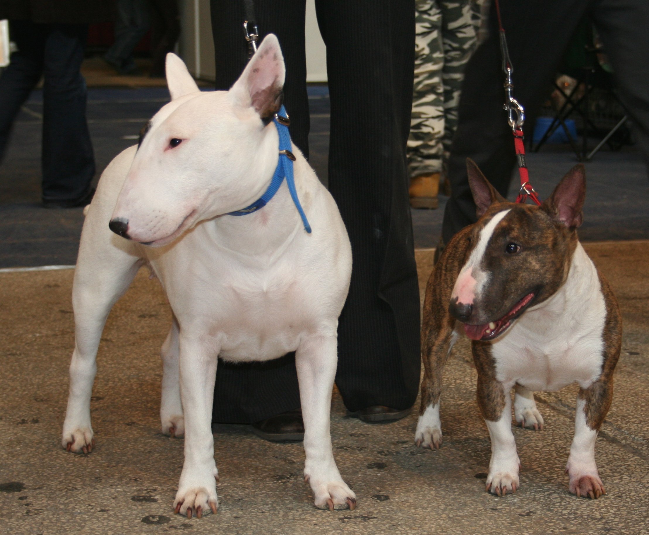 Miniature Bull Terrier: A Unique and Lovable Breed 4 Miniature Bull Terrier History