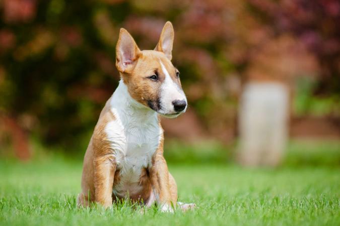 Mini Bull Terrier: Tamanho, Preço, Cores, Cuidados e Dotos