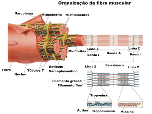 Miofibrilas da Fibra Muscular