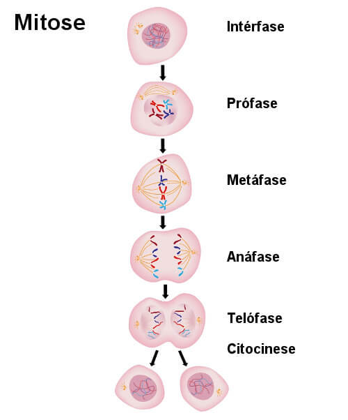 Mitose 