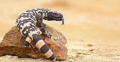 História Do Monstro-De-Gila, Origem Do Animal E Fotos