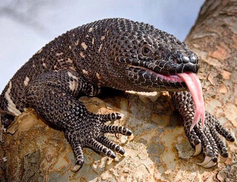 Monstro-de-Gila Fotografado Com a Língua de Fora