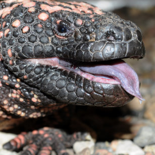 Habitat do Monstro-de-Gila: Onde Eles Vivem?
