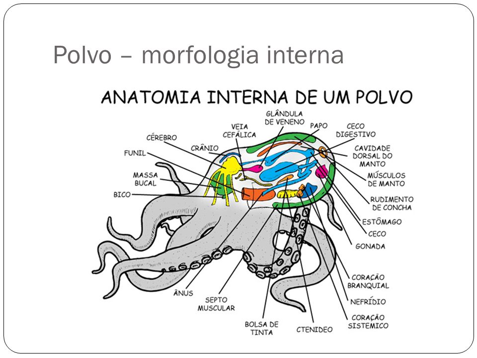 Morfologia do Polvo