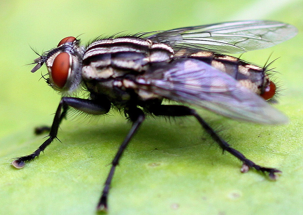 Mosca de Estábulo