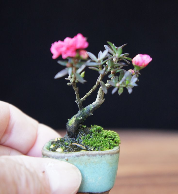 Muda de Planta Erica Bonsai