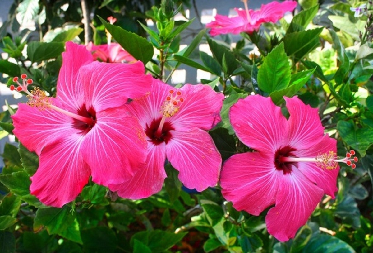 Como Fazer Mudas de Hibisco por Estaquia?