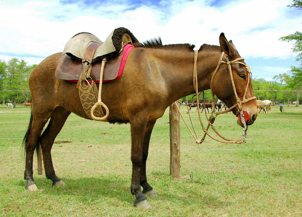 Mula Com Sela