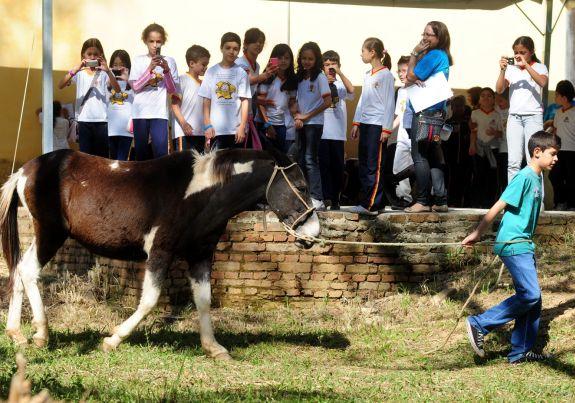 Mula Passeando Com um Menino