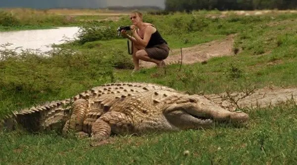 Mulher Próxima de um Crocodilo-do-Orinoco 