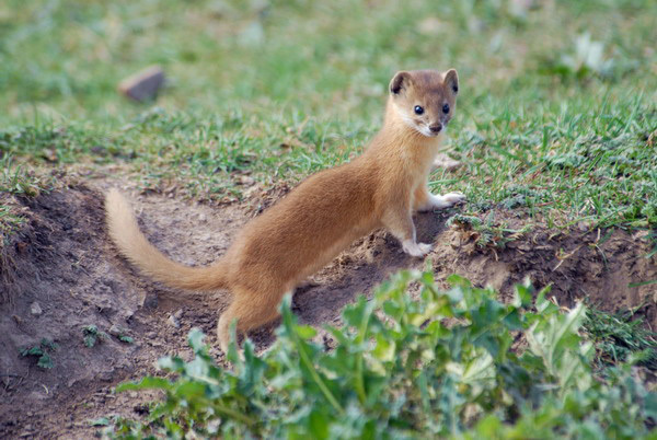 Mustela Altaica