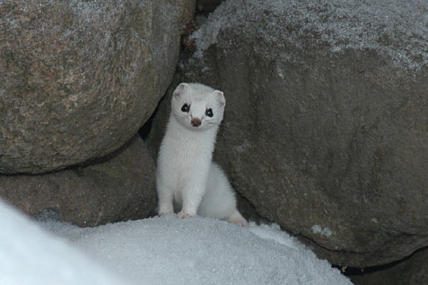 Mustela Nivalis 