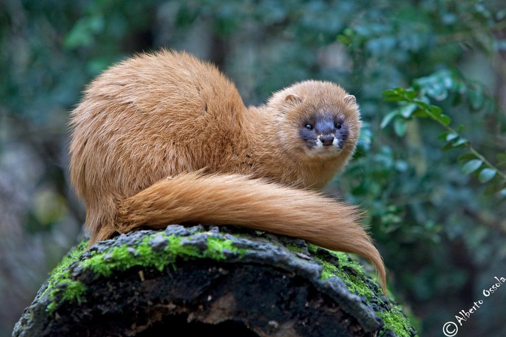 Mustela Sibirica