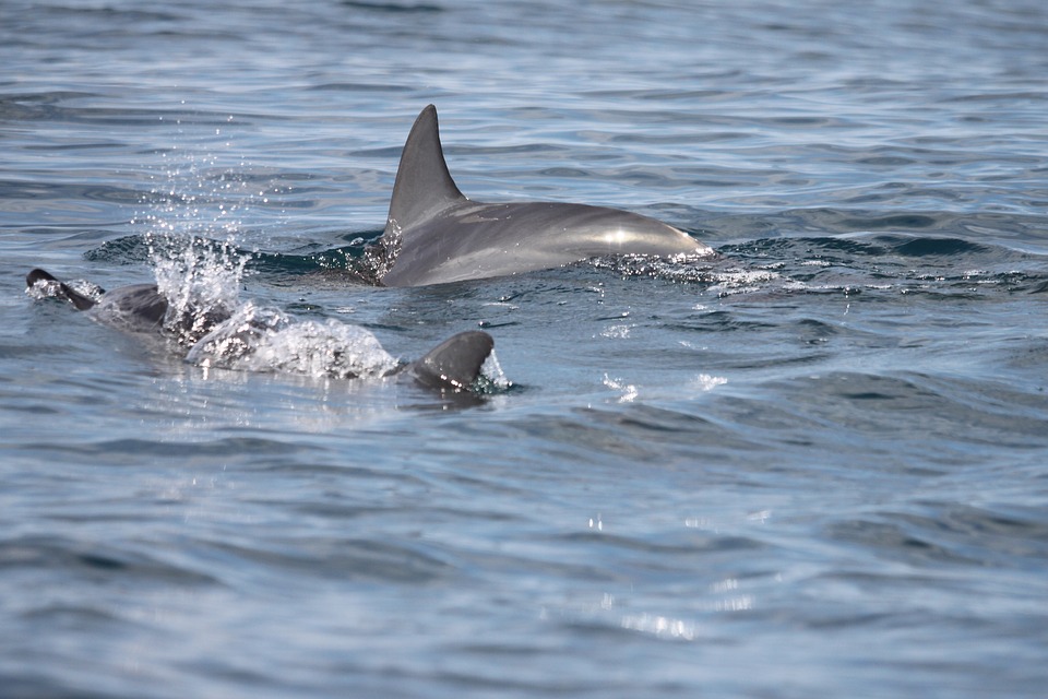 Nadadeira Dorsal dos Golfinhos