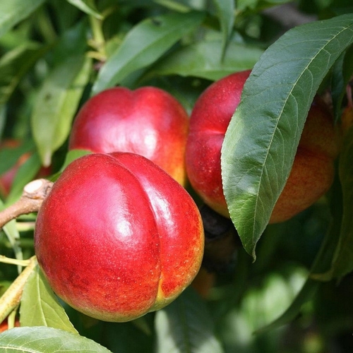 Nectarina Rosalina: Características, Nome Cientifico, Mudas e Fotos
