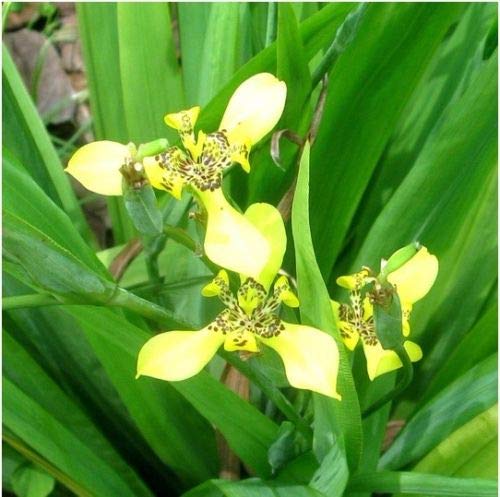 Neomarica Longifolia