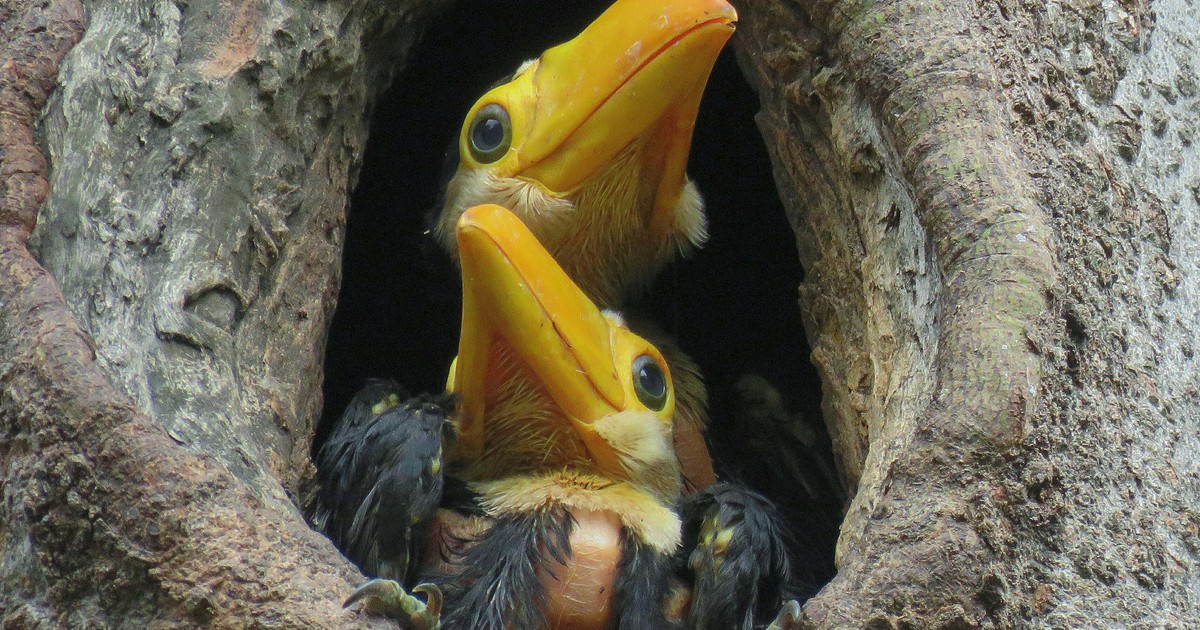 Ninho de Tucano