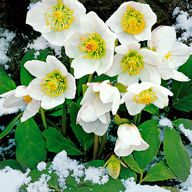 Nome Científico - Helleborus