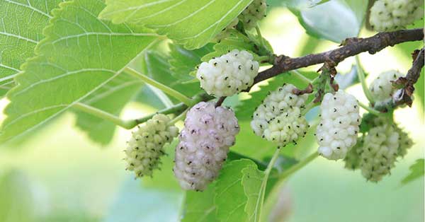 Nutrientes da Amora Silvestre