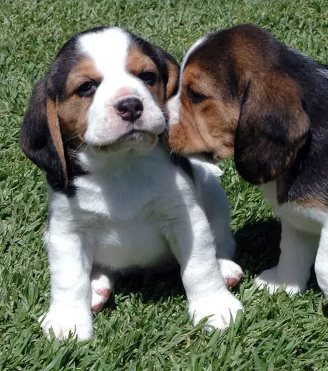 O Carinho dos Cães Beagle