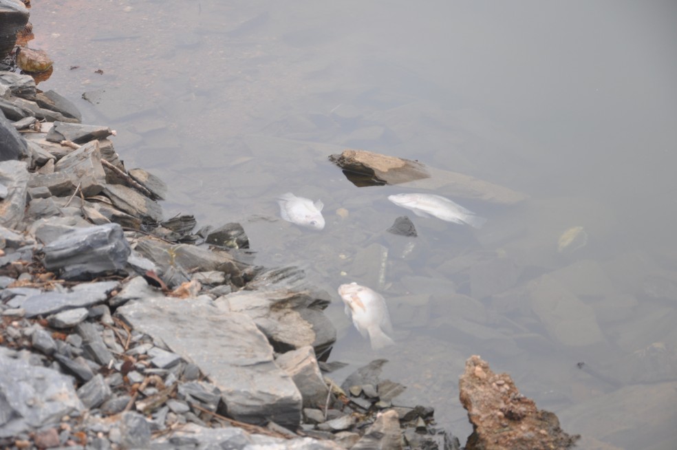 O Cuidado para Lagoa não Ficar Poluída