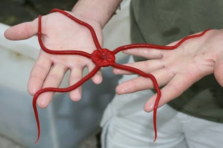 Ofiuro Vermelho nas Mãos de uma Pessoa