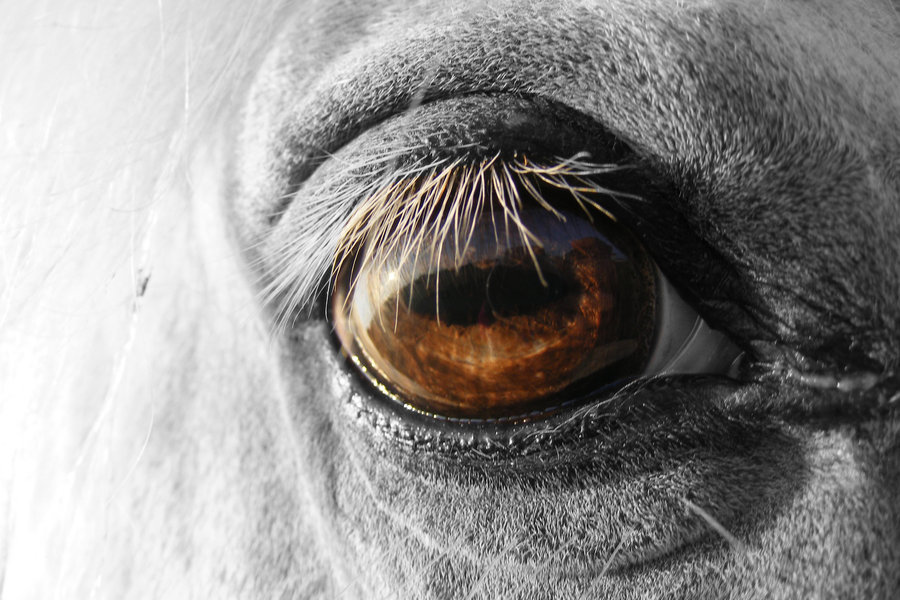 Olhos Dos Cavalos