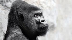 Olhos e Características do Gorila