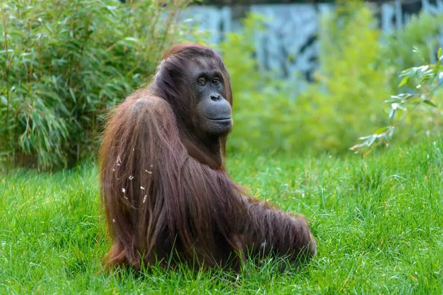 Orangotango Sentando na Grama 