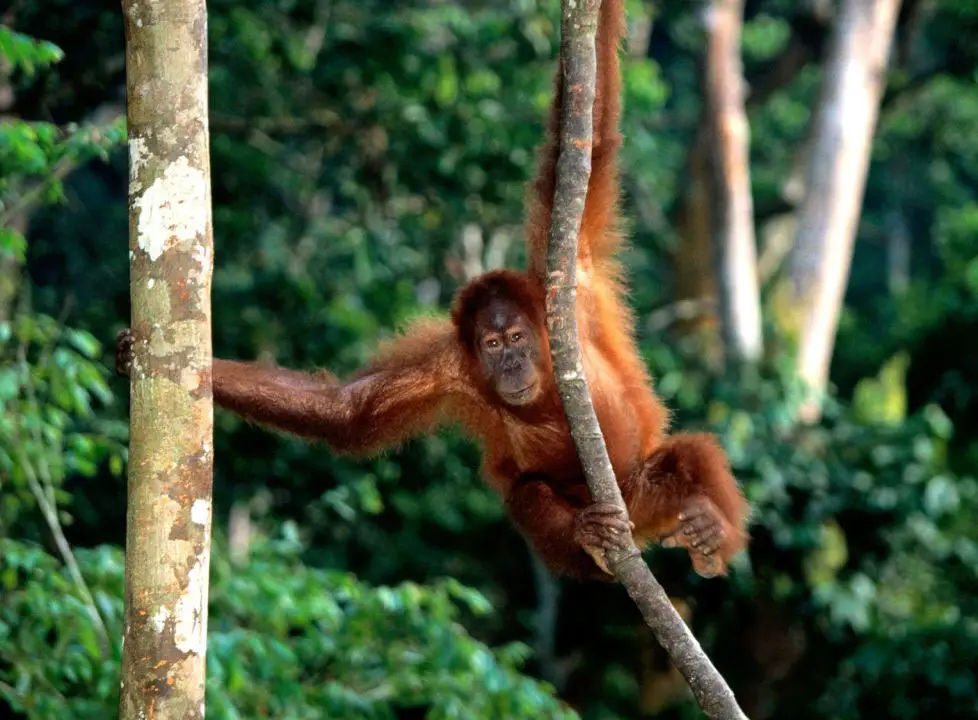 Orangotango na Árvore 