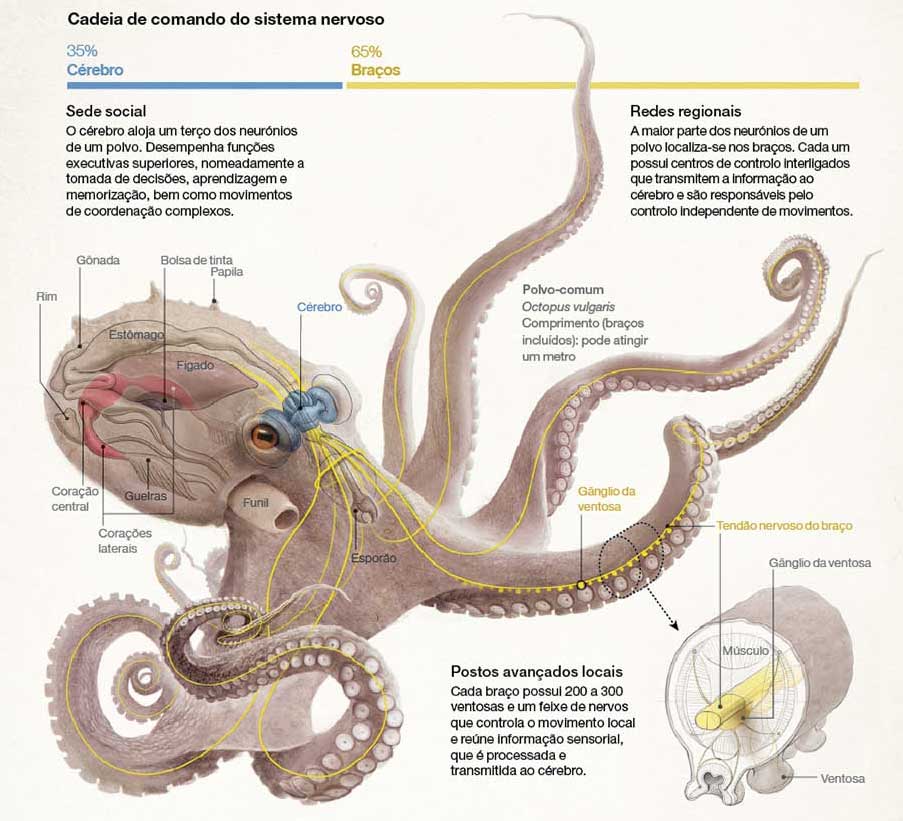 Orgãos do Polvo