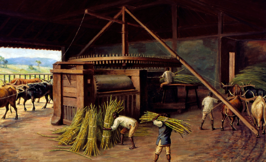 História da Cana de Açúcar e Origem da Planta | Mundo Ecologia