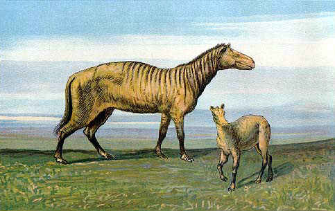 Orohippus