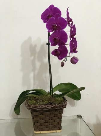 Orquídea