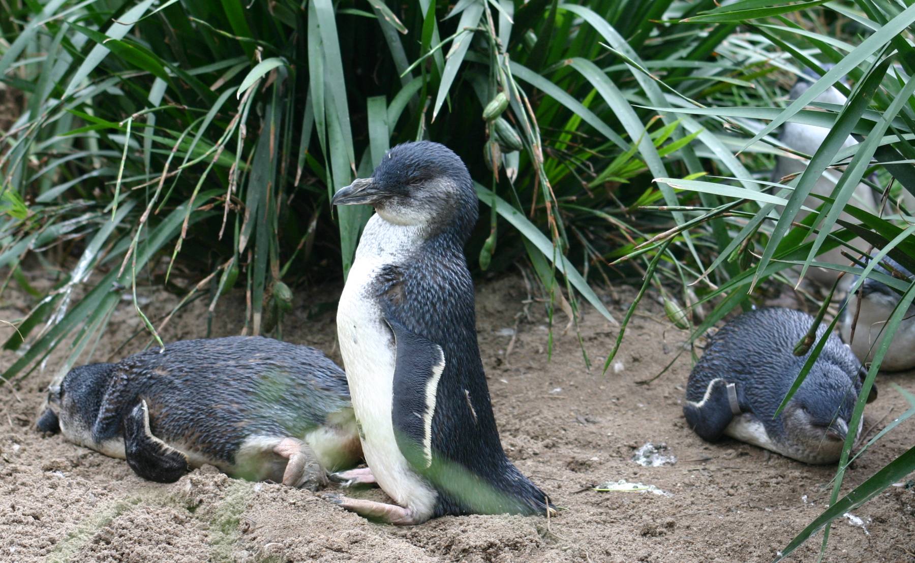 Os Riscos dos Pinguins Azuis