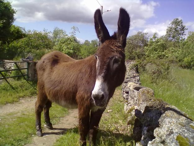 Outras Curiosidades do Burro Húngaro