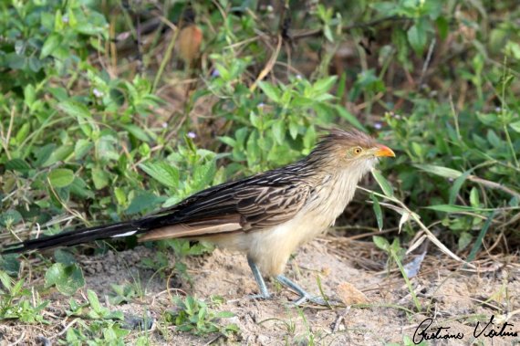 Outros Animais da Família Cuculidae