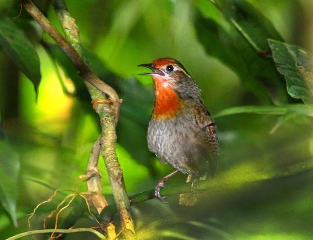 Por que é que os Pássaros Cantam? Qual o Motivo? | Mundo Ecologia