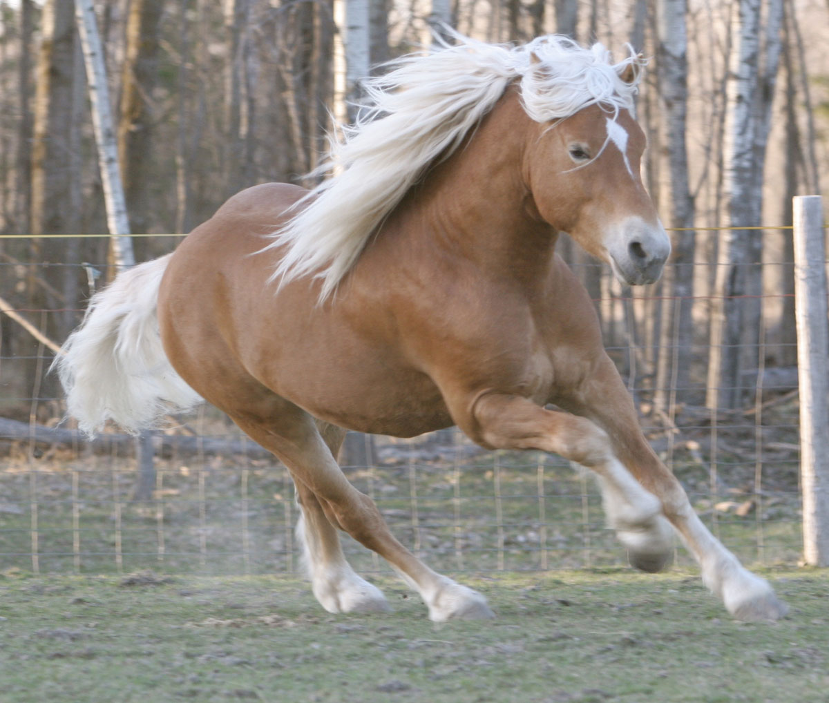 Padrão Físico do Cavalo Finlandês