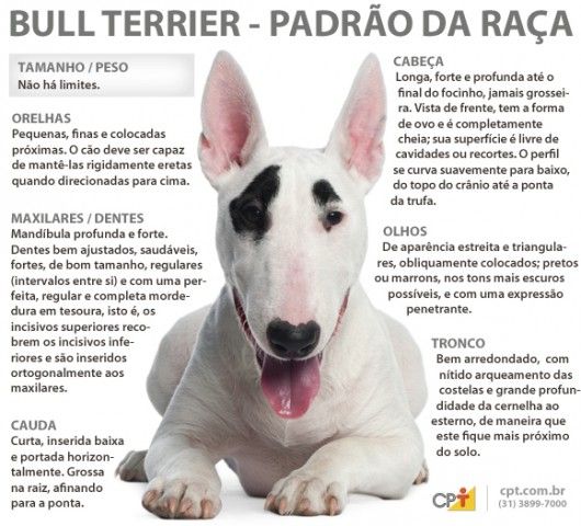 Padrão da Raça - Terrier