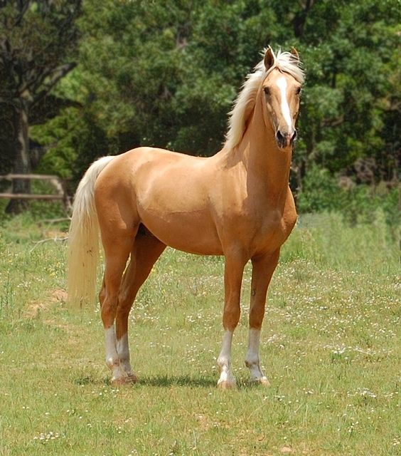 Palomino