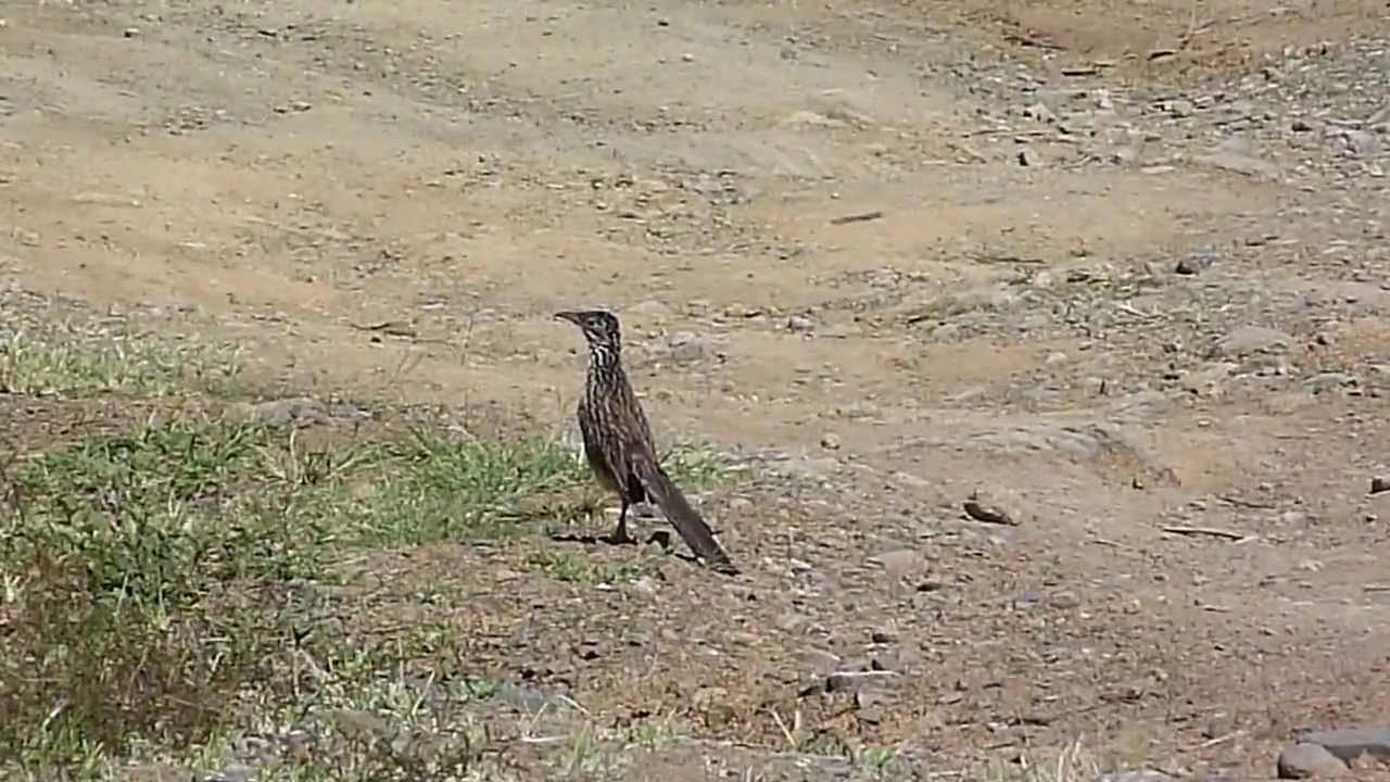 Papa-Léguas Fotografado no Chão